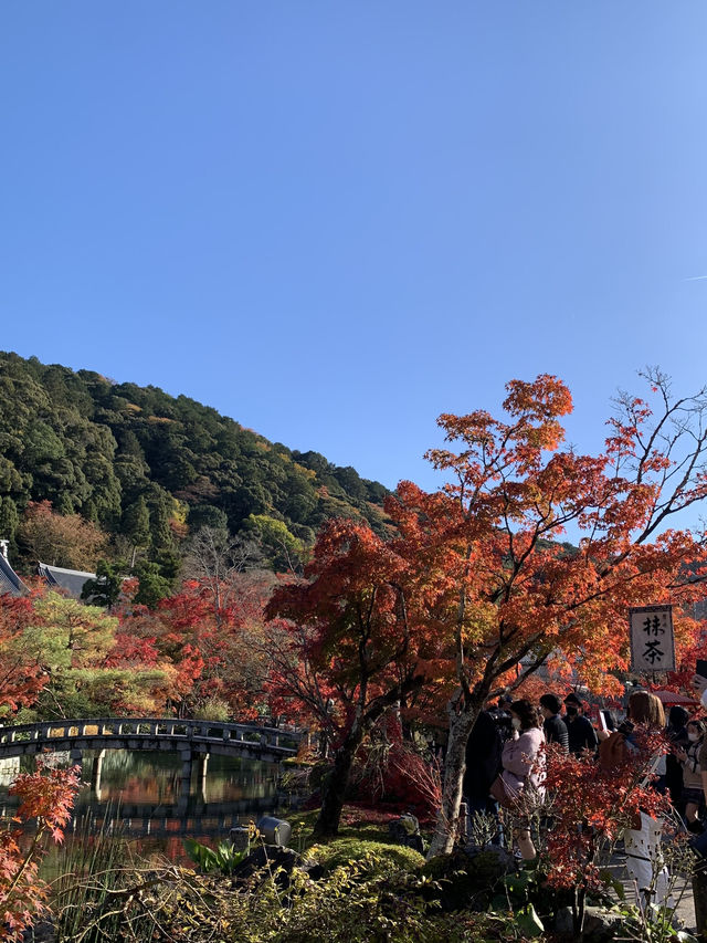 【京都🇯🇵】紅葉🍁が美しい秋の永観堂へ