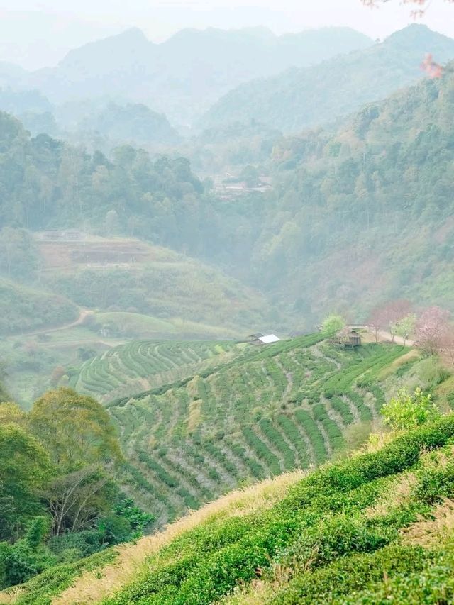 ไร่ชา2000 