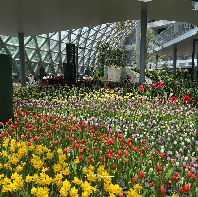 รีวิวสวนทิวลิป @ระยอง🌷💐