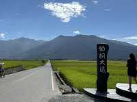 池上。金黃稻浪