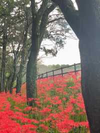 真紅の絨毯に包まれる「巾着田曼珠沙華公園」で、秋の感動旅