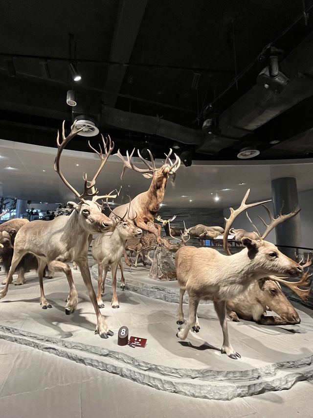 Shanghai Natural History Museum 🦁🦖🦕