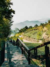 🌿🍵 Shizhuo (Shizhao), Zhuqi Township: A Summer Retreat in Taiwan’s Tea Paradise