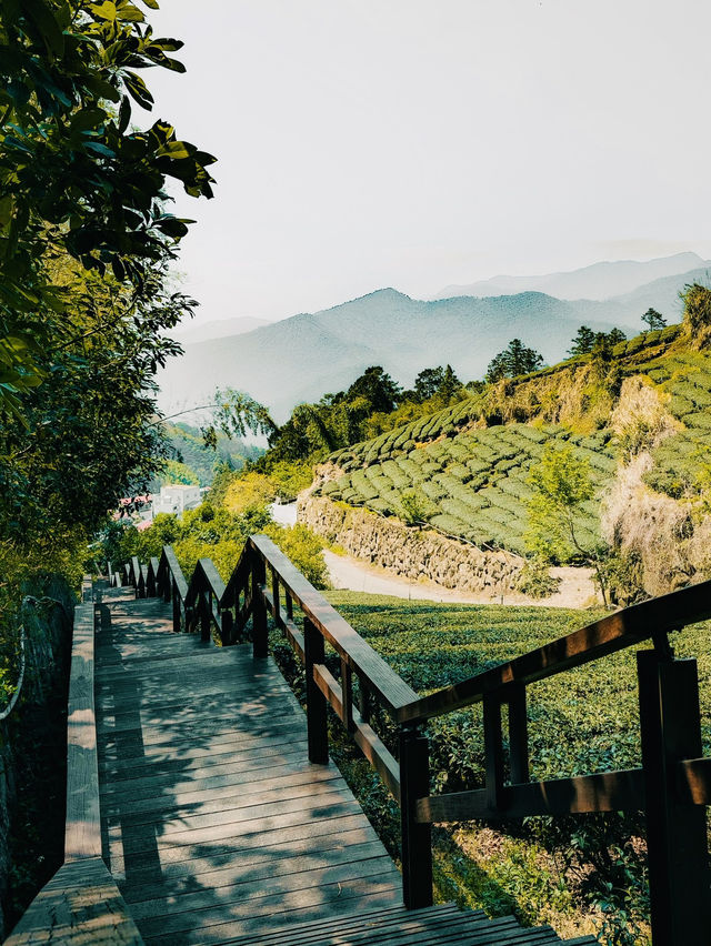 🌿🍵 Shizhuo (Shizhao), Zhuqi Township: A Summer Retreat in Taiwan’s Tea Paradise