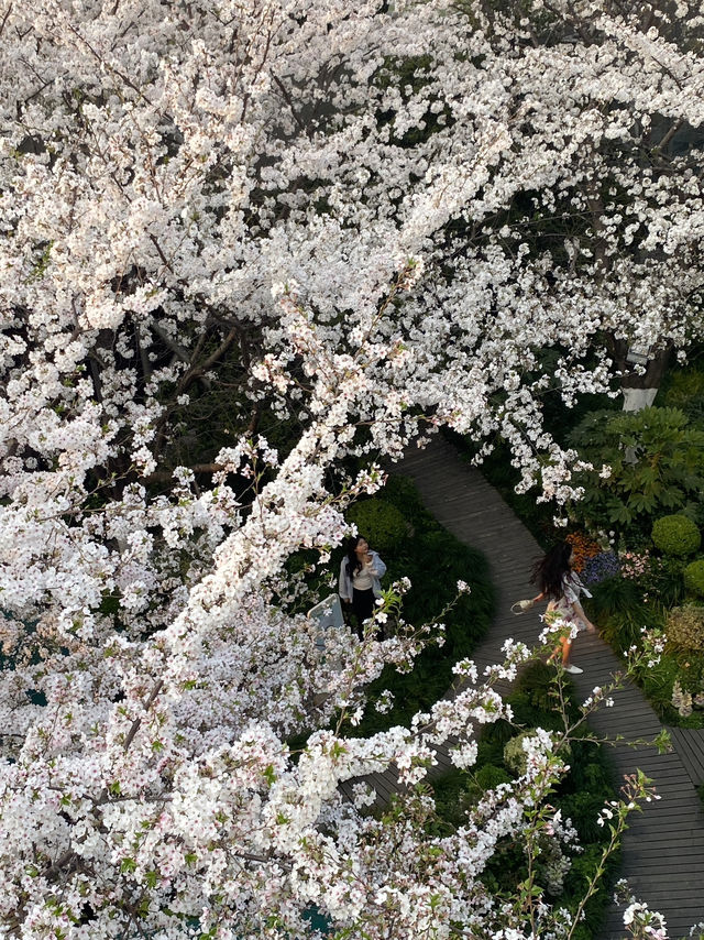 พาชมซากุระ Hongkou Football station เซี่ยงไฮ้🌸