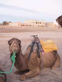 【サハラ砂漠🇲🇦】ラクダと砂漠と星空の旅🐪🌙