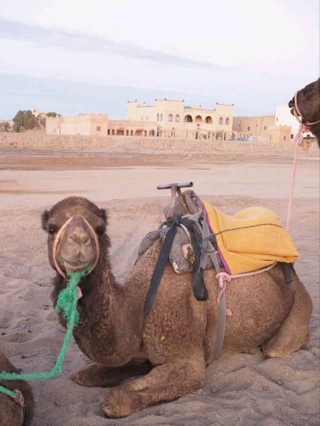 【サハラ砂漠🇲🇦】ラクダと砂漠と星空の旅🐪🌙