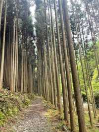  A Peaceful Hidden Hike in Kyoto – Arashiyama to Takao Nature Trail 