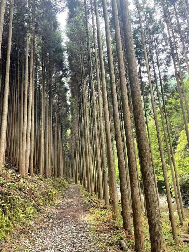  A Peaceful Hidden Hike in Kyoto – Arashiyama to Takao Nature Trail 