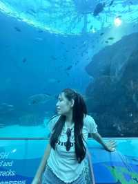 Singapore Oceanarium (S.E.A Aquarium)