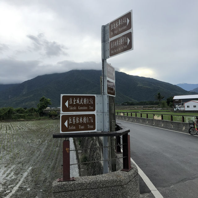 台東池上伯朗大道