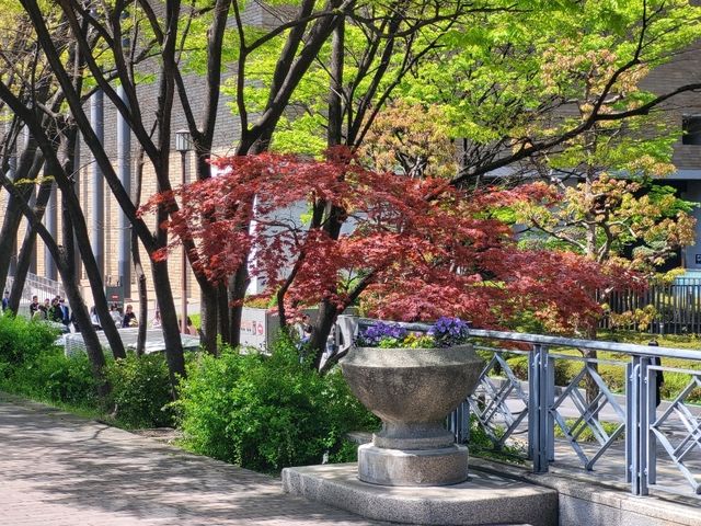 隱身大阪銀行街中的都市之肺/大阪中之島綠地公園
