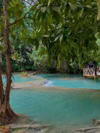 Turquoise Dreams & Jungle Screams 
