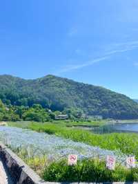🌿✨ รีวิว Oishi Park (大石公園) ต้นเดือนมิถุนายน  