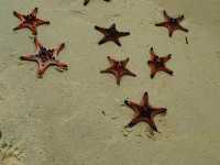 Starfish Everywhere?! Yep, It’s That Magical