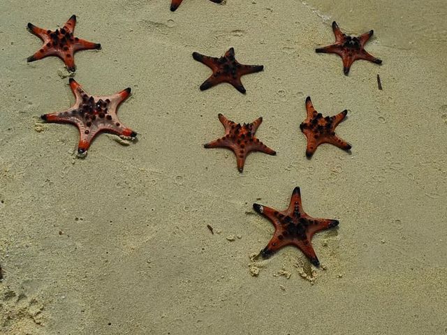 Starfish Everywhere?! Yep, It’s That Magical