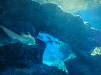 Exploring SEA LIFE