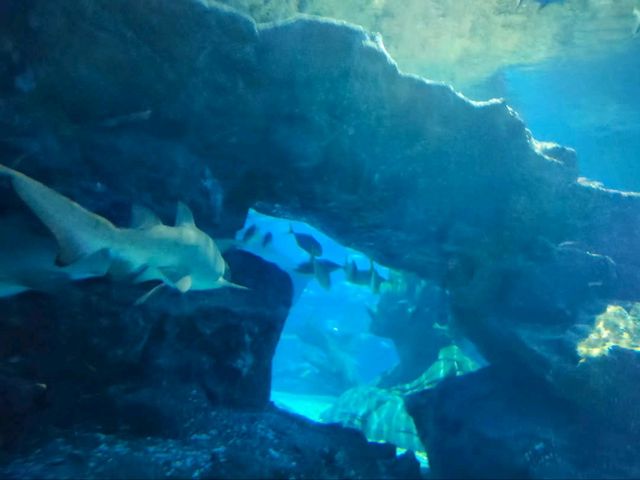 Exploring SEA LIFE