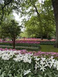 🌷 Keukenhof… เหมือนหลุดเข้าไปอยู่ในเทพนิยายดอกไม้