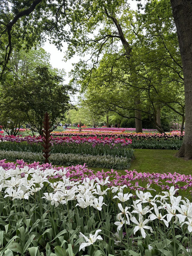🌷 Keukenhof… เหมือนหลุดเข้าไปอยู่ในเทพนิยายดอกไม้