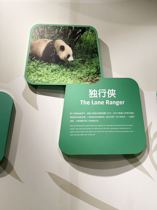 รีวิว Chengdu Giant Panda Museum