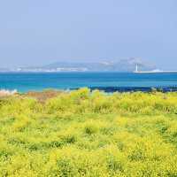 An Authentic Glimpse of Jeju's Untamed Shores