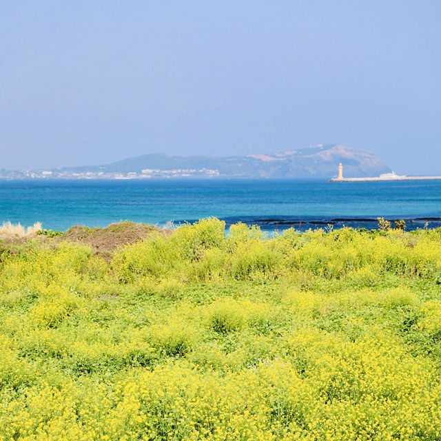 An Authentic Glimpse of Jeju's Untamed Shores