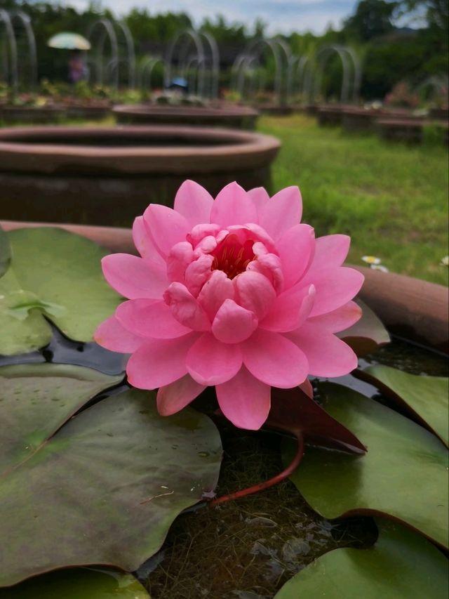 Hangzhou Botanical Garden – Where Science Meets Song Dynasty Poetry