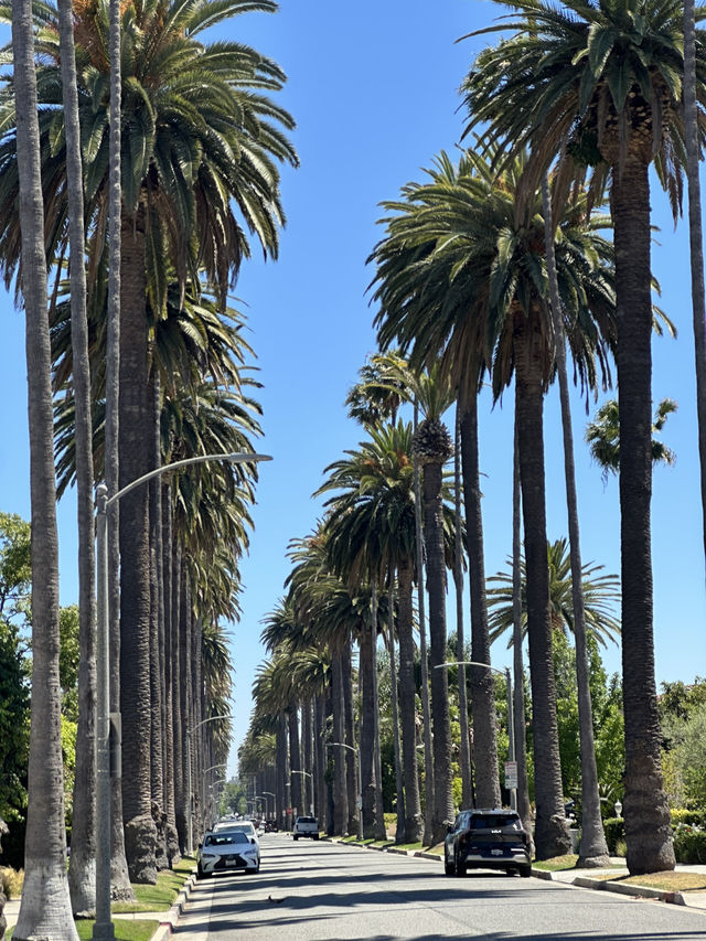 洛杉磯棕櫚樹街道｜Instagram爆紅拍照攻略 🌴
