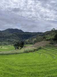🌾 Medan’s Rice Terraces Are Nature’s Quiet Masterpiece