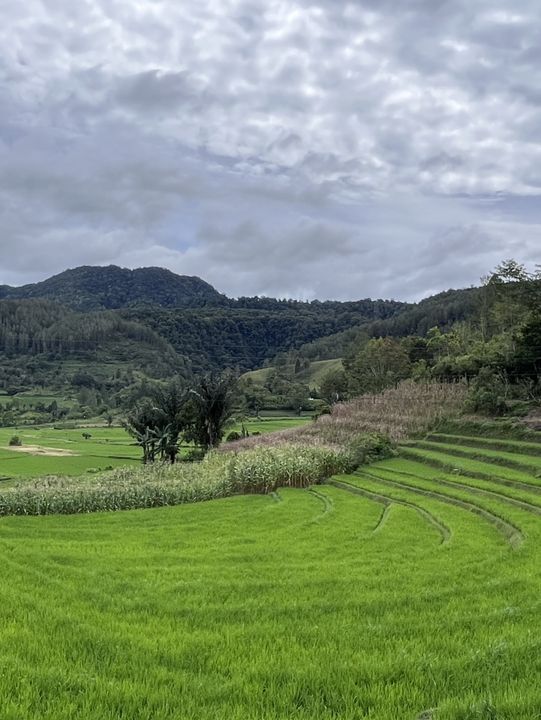 🌾 Medan’s Rice Terraces Are Nature’s Quiet Masterpiece