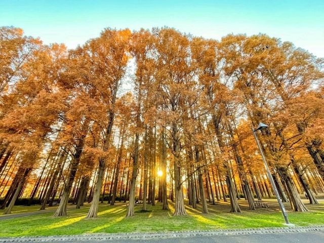 가을에 가기 좋은 도쿄의 궁전 : 미즈모토 공원