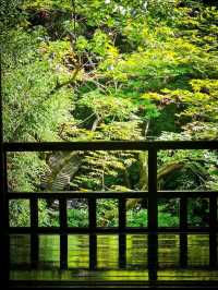 心に映る、青もみじのミラーワールド🪞🍃