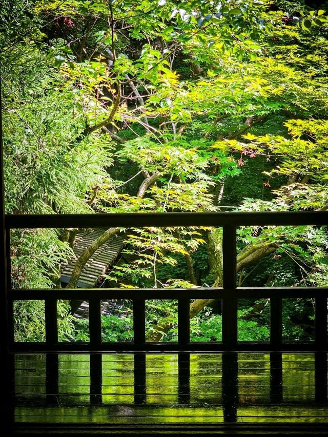心に映る、青もみじのミラーワールド🪞🍃
