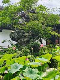 Where Summer Dances on Lotus Pads – West Lake’s Fragrant Aquatic Ballet"