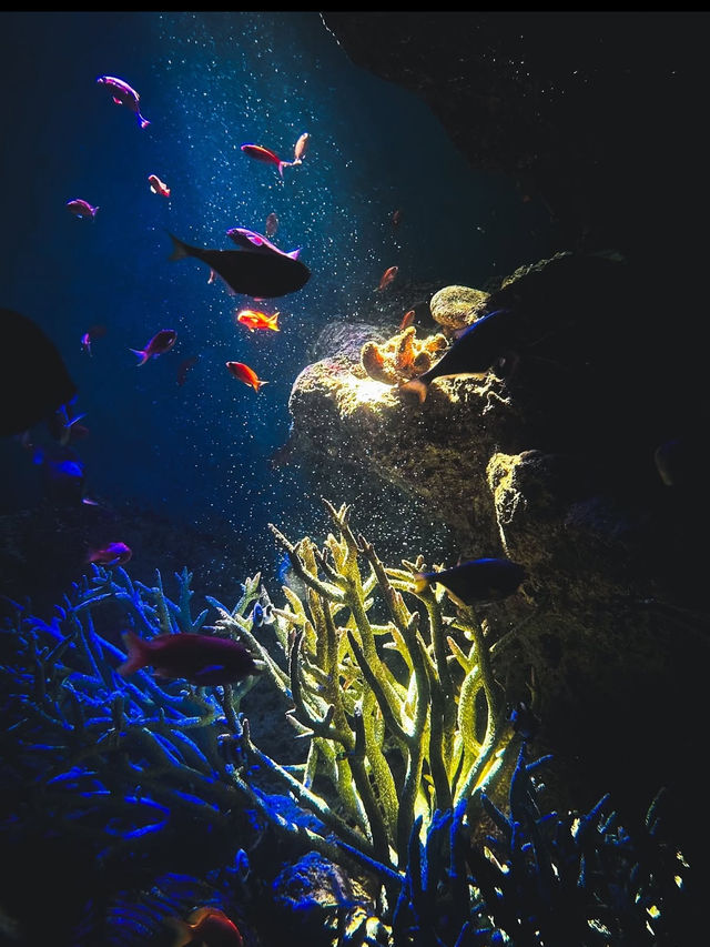 🐠海響館｜フグの街・下関ならではのユニークな水族館体験！