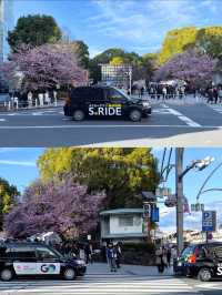 3 พิกัดดูซากุระบานที่ Ueno 🌸