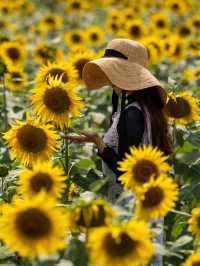 30万本のヒマワリが咲き誇る『山中湖 花の都公園』🌻🌻🌻