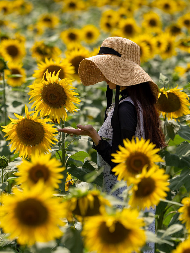 30万本のヒマワリが咲き誇る『山中湖 花の都公園』🌻🌻🌻