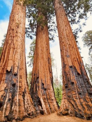 🌲 Sequoia & Kings Canyon National Parks: Your Ultimate Adventure Guide 🏞️