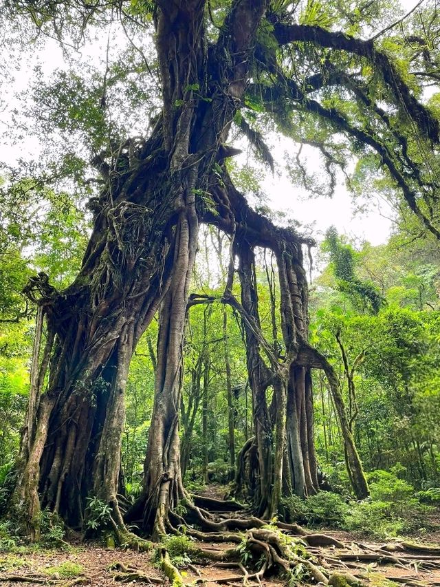 Bali Botanic Garden: Nature’s Retreat in Bedugul Bali Botanic Garden: Nature’s Retreat in Bedugul