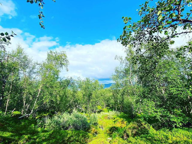 Experiencing the Natural Wonders of Abisko