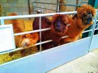 Reddish Vale Country Park – Nature on the Edge of the City