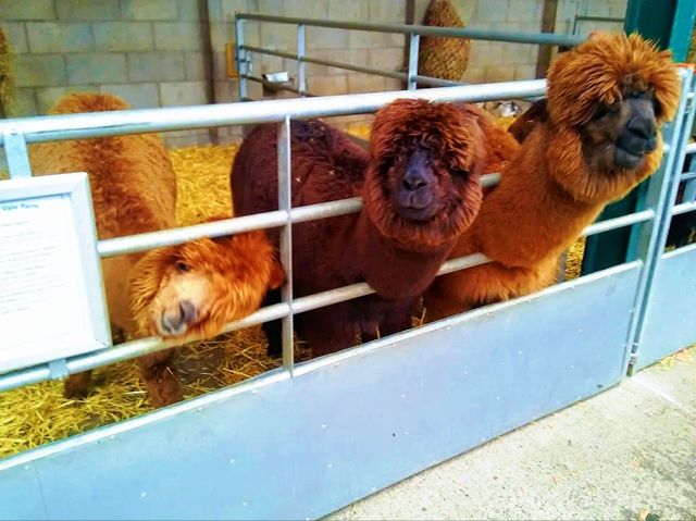 Reddish Vale Country Park – Nature on the Edge of the City Reddish Vale Country Park – Nature on the Edge of the City