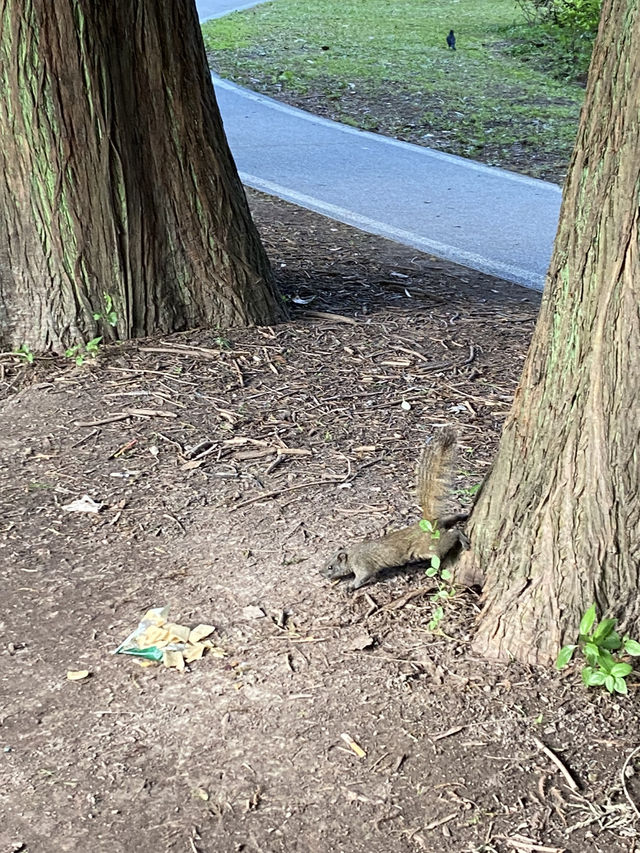 上海4A級國家森林公園-共青森林公園🌳🌿🐿️