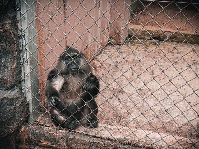 🦁 말레이시아 최초의 동물원 - 조호르 Zoo