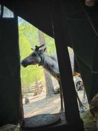 Reindeer Herders’ Village – Taiga, Mongolia