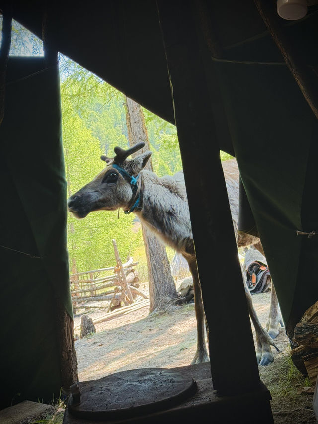 Reindeer Herders’ Village – Taiga, Mongolia