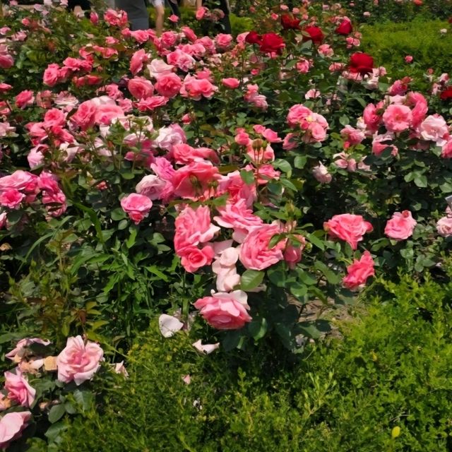 대전 도심 속 오아시스, 한밭수목원🌿