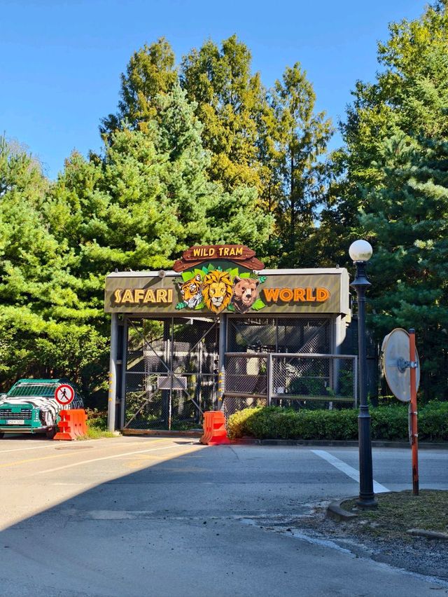Woodland Thrills🎢